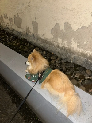 mittelspitz rüde Bild 3