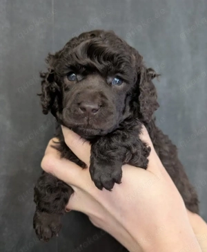 Reinrassige Kleinpudel Welpen in braun mit Ahnentafel 