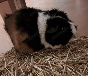 3 weibliche Meerschweinchen suchen gutes Zuhause 