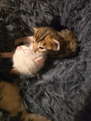 Bengal Kitten mit Stammbam Eltern 10 Tests Kitten Katze Kater 