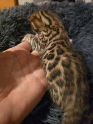 Bengal Kitten mit Stammbaum Eltern 10 Tests Kitten Katze Kater 