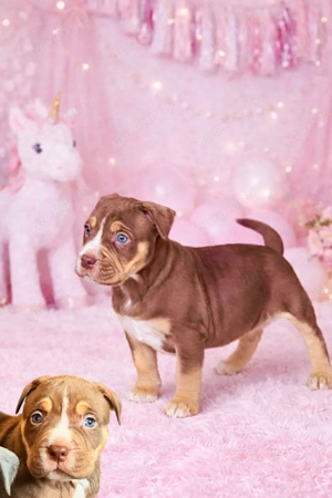 American Bully XL Tricolor 