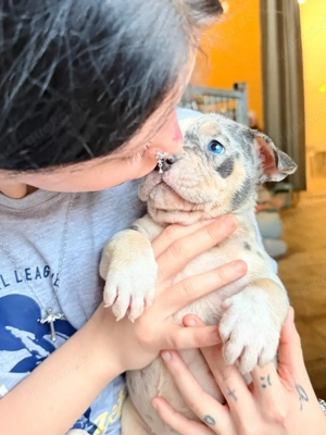 American Bully XL Tricolor 