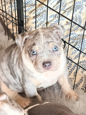 American Bully Tricolor XL