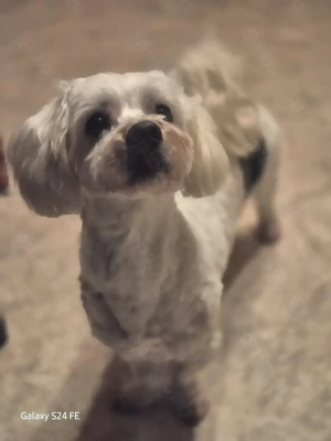 Bichon-Mix-Rüde Lio