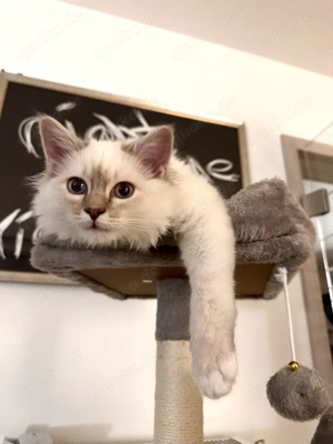 Heilige Birma, Kater