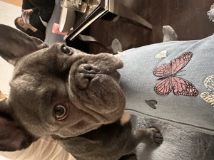Französische Bulldogge 