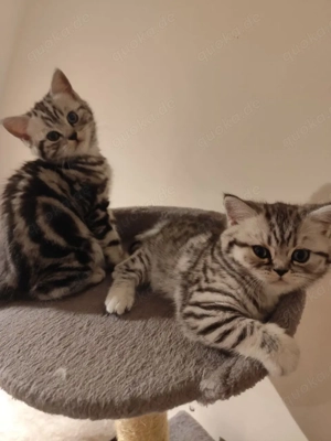 Black Silver Tabby BKH Kitten