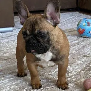 ? Süße Französische Bulldoggen mit FCI Papiere suchen liebevolle Zuhause! ?