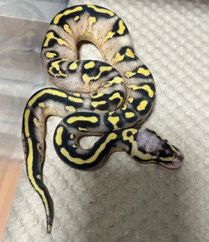 0.1 Pastel Super Gravel 