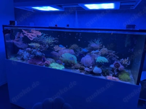 Meerwasser Aquarium Auflösung