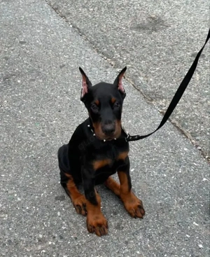 Niedliche Dobermann-Welpen bereit für liebevolle Zuhause