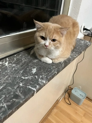 britisch kurze Haare