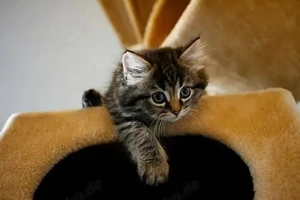 Langhaar-Kitten gesucht   