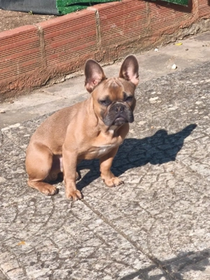 Französische Bulldogge Rüde 1 Jahr 