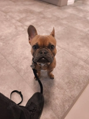 Französische Bulldogge Rüde 1 Jahr 
