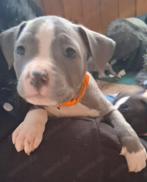 American Bully sucht ein Zuhause 