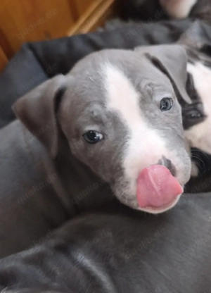 American bully welpe sucht ein Zuhause 