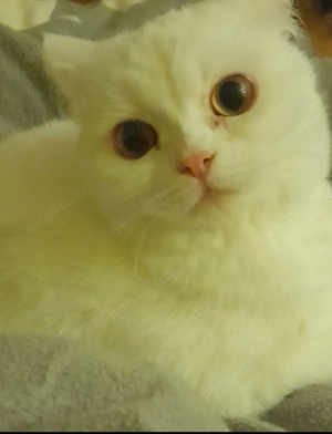 Kätzchen weiß in liebevolle Hände abzugeben. 