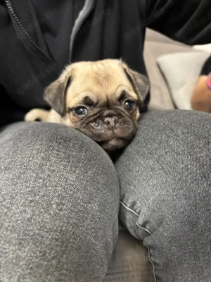   Süße Mops-Welpen fast 7 Wochen, letzte Chance   