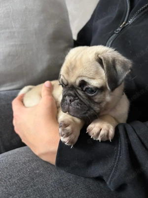   Süße Mops-Welpen fast 7 Wochen , Abgabe ab 05.02.26