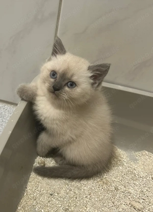 süße weiße BKH Kitten