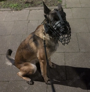 Malinois-Hündin | FCI | DGPO | Dienst- & Wachhund geeignet