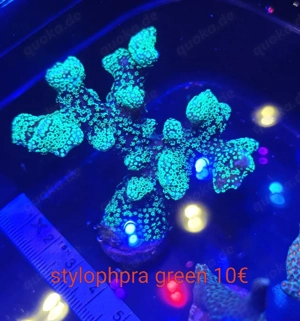 korallen ableger  Bild 3