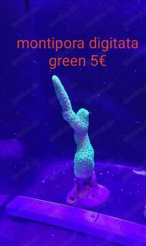 korallen ableger  Bild 4