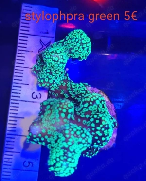 korallen ableger  Bild 2