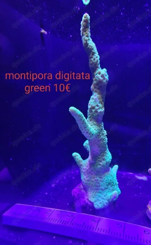 korallen ableger  Bild 5