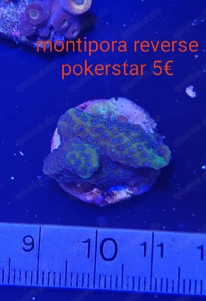 Korallen ableger  Bild 4