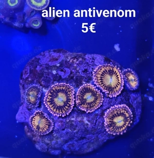 Korallen ableger  Bild 3