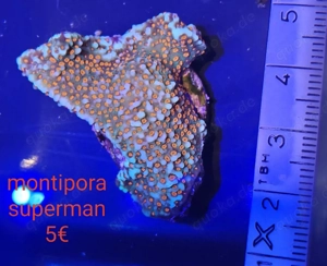 Korallen ableger  Bild 2