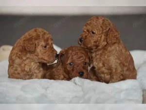 Süße Pudelwelpen zu verkaufen 