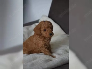 Wunderschöne Pudelwelpen zu verkaufen 