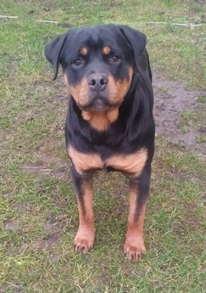 Rottweiler abzugeben 