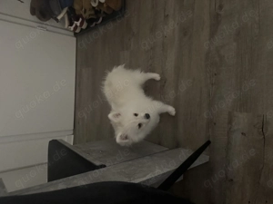 Pomerinian Zwergspitz Welpe 