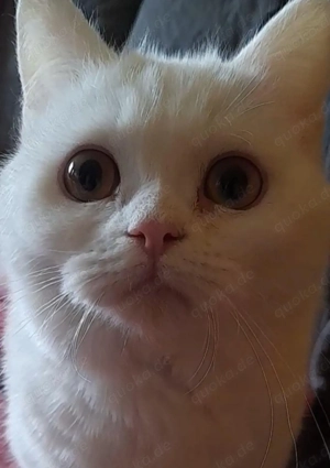 Kätzchen weiß in liebevolle Hände abzugeben. 