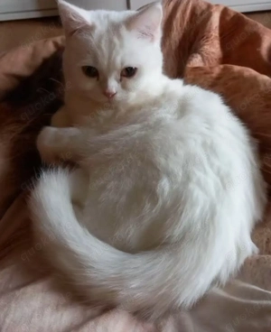 Kätzchen weiß Blh in liebevolle Hände abzugeben. 