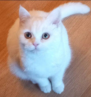 Kätzchen weiß Blh in liebevolle Hände abzugeben. 