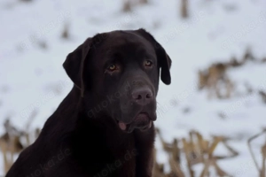 Labrador Deckrüde Showlinie 