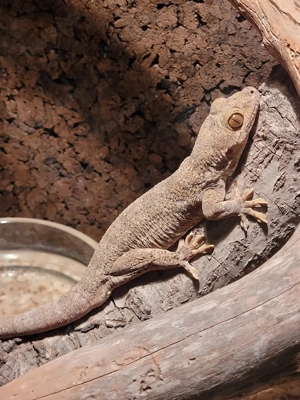 Blaesodactylus Boivini 