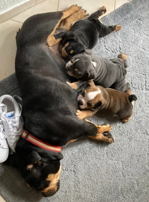 Old Englische Bulldogge 