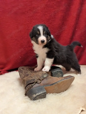 Australian Shepherd Welpen 