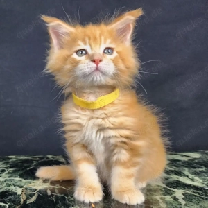 Kleine Maine-Coon-Kätzchen