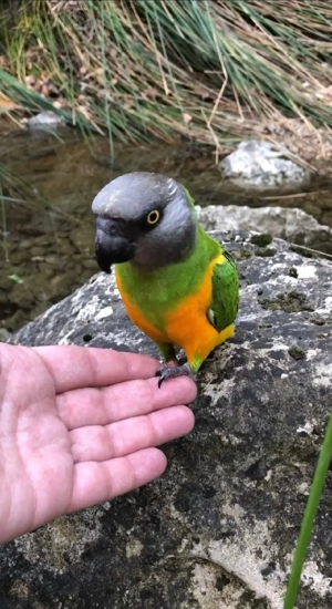 SUCHE.! Mohrenkopfpapagei Poicephalus senegalus