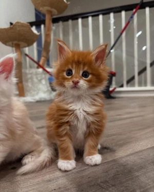 männliches und weibliches Maine-Coon-Kätzchen