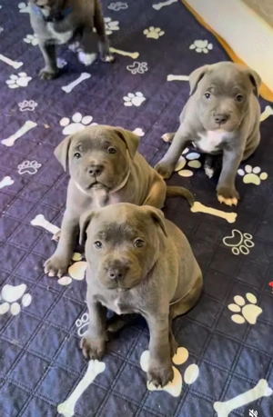 Staffordshire-Terrier-Welpen zu verkaufen