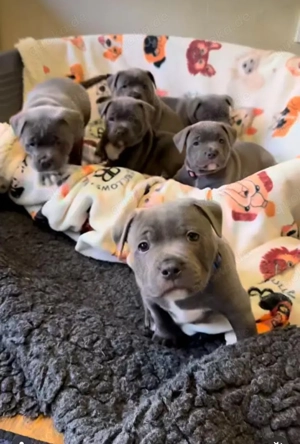 *Staffordshire-Terrier-Welpen zu verkaufen: Liebevoll, treu und bereit für Abenteuer 